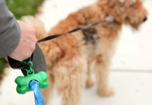 Co dać psu na zatwardzenie domowymi sposobami?