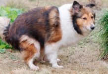 Co zrobić gdy pies nie może się wypróżnić?