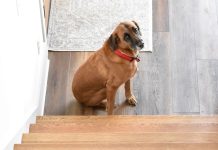 Dlaczego pies nagle nie chce wchodzić po schodach?