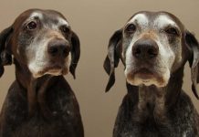 Geriatryczny zespół przedsionkowy u psa