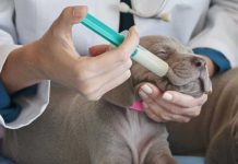 Jak podać psu jedzenie strzykawką?