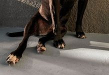 Jakie są pierwsze objawy dysplazji u psa?