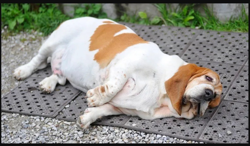 Nadwaga u psa – przyczyny i konsekwencje