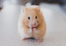 Najczęstsze choroby chomika – dżungarskiego, syryjskiego