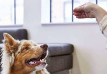 Jak nauczyć psa turlania się?