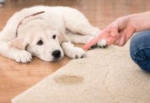 Jak nauczyć szczeniaka czystości?