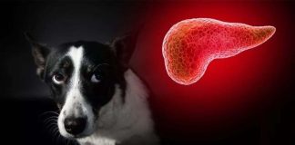 Zapalenie trzustki u psa — przebieg, leczenie, profilaktyka