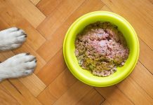 Czy pies potrzebuje jedzenia z puszki? Rozprawiamy się z mitami o psiej diecie Czy pies potrzebuje jedzenia z puszki Rozprawiamy się z mitami o psiej diecie